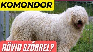 KOMONDOR, rövid szőrzettel?