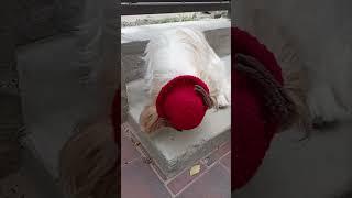 @GreenShopUA #hatforpet #tonytonychopperhat #animehat #pupsworld #puppy #petshub #cute #petsrule
