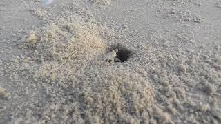 White Sand Crab at Beach