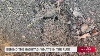 Behind The Hashtag: What's In The Rug?