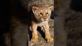 Attitude...The lion king whatsapp full status......