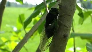 Summer cicada sound and video