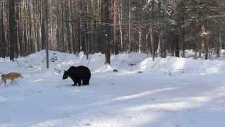 Видео Красноярск ЛЗС вл  Ларионов Е  22 02 2015 4