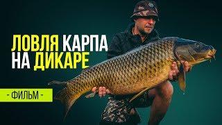 Ловля карпа на диком водоеме. Карпфишинг на дикаре.