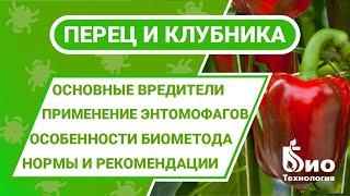 Защита клубники и перца. Энкарзия, Эретмоцерус и Габробракон. Как применять этих энтомофагов?