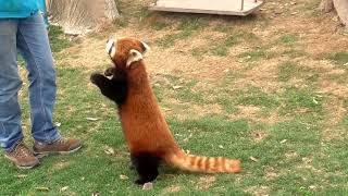 The red panda is really walking