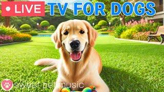 24 Hours of Dog TVSleep Aid Music for DogsRelaxing Dog Music for Stress and Anxiety Relief