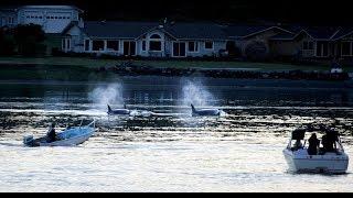 Bremerton Beat Blast: whales, a faster ferry & a sinking ship