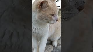 Повезло  Заколдовали в Кота  хоть не в мышь Feral Red Cat meowing Meow Kucing lucu Lustige katze