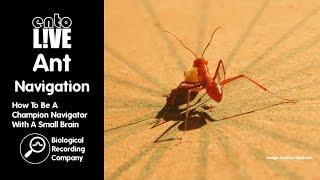 Ant Navigation: How To Be A Champion Navigator With A Small Brain