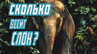 А ты знаешь - СКОЛЬКО ВЕСИТ СЛОН?