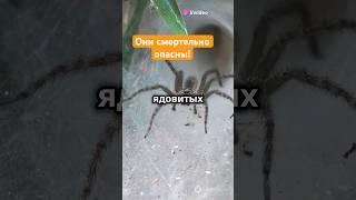 ТРИ СМЕРТЕЛЬНО ОПАСНЫХ ПАУКА #паук #природа #наука #топ3