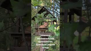 Немного занимательной орнитологии (довольно редкая птица)