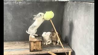 Woow funny rabbits family eating.