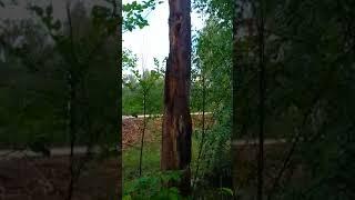 Кузница Дятла