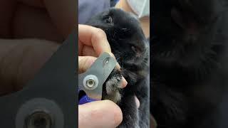 Rabbit Nail Trimming Demonstration - Winrose Animal Hospital
