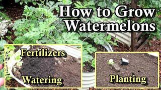 How to Plant & Grow Watermelons: Transplants, Seeds, Fertilizer, Soil Prep, Watering - All the Steps