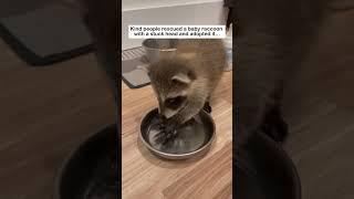 Stuck baby raccoon #wildliferescue #animals #animalfriendshipgoals #cute#rescue #raccoon #lovestory