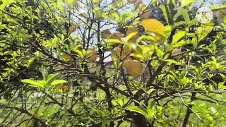 citrus fruits #orchard #kangleipak #imphalnews #kukizo #zalengam #zogam #shortsvideo