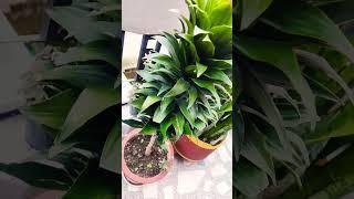 Dracaena janet craig #dracena #plants #greenery #nature #newplant #outdoorplants 🪴