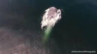 Slater Moore Photography  Blue whale in Monterey Bay recorded with majestic video