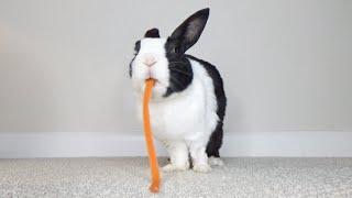 Rabbit instantly turns carrot into poop