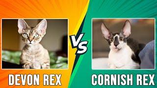 Devon Rex vs Cornish Rex – How to Spot the Difference (Which is the BEST OPTION for You?)