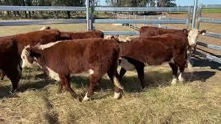 Dart - Gray Hereford heifers 256kg, 21/6/24