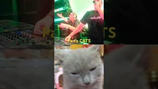 Party CATS #electronicmusic #festival #rave #techno #funny #shortvideo #trending #catlover #shorts