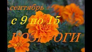 КОЗЕРОГИ. С 9 по 15 СЕНТЯБРЯ 2019 г.ПРОГНОЗ на НЕДЕЛЮ.