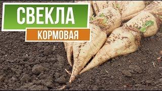 Полезные свойства Кормовой свёклы ️  Чем отличается кормовая свекла