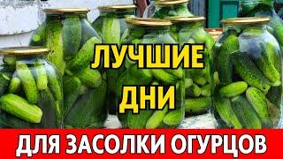 СОХРАНИТСЯ ВКУС И ПОЛЬЗА! Лунный календарь заготовки огурцов на июль и август 2024 года