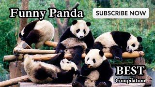 Best Funny Panda   Full Compilation