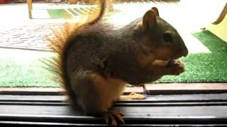 squirrel trying to get almonds from case