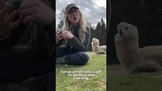 What’s the difference between Alpacas & Llamas?  Explained!