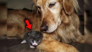 Disabled Kitten Rejected by mother, Finds Loving Family Who Raised Him