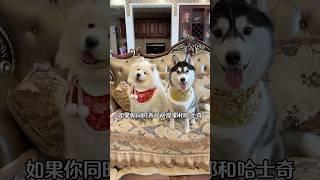 当我同时带萨摩耶跟哈士奇回家过年会怎样？ #萨摩耶 #哈士奇 #萌宠