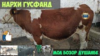 Мол бозор Душанбе нархи букача ва гусфанд.говбозор Душанбе