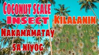 COCONUT SCALE INSECT  DAMAGE AND SYMPTOMS (HOW TO GET RID COCONUT SCALE INSECT)