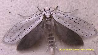 Do You Like Insects? Do You Hate Insects? Do You Need Advice? Watch This Video!