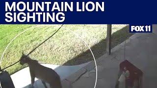 Cougar sighting in LA's Shadow Hills draws safety concerns after recent dog death