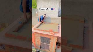 Pigeon loft ️ #love #song #minivlog #pigeonsale #loft #cage #pigeon #kabootar #shortsviral