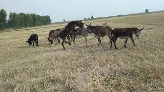 Super Murrah Donkey Meeting First Time