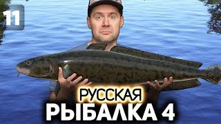 Ловим налимов и трофейного карася  Русская Рыбалка 4 [PC 2018] #11