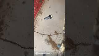 #termite #termitecontrol #wooddamage #inspection #treatments #Yuma #Arizona #maxxforcepestcontrol