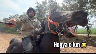 Marwari horse riding