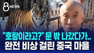 "호랑이라고?" 문 밖 나갔다가…완전 비상 걸린 중국 마을 / SBS 8뉴스