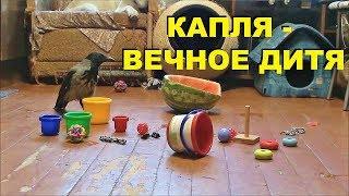 Ворона Капля - вечное дитя