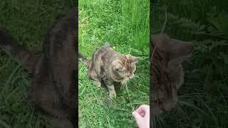 Моя мила манюня️ #cat #catlover #catcute #cute #animal #funnyanimal