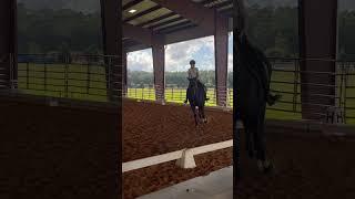 Canter circle with Fern. #horse #horsemanship #equestrian #equus #dressage #horseriding #ponyhorse